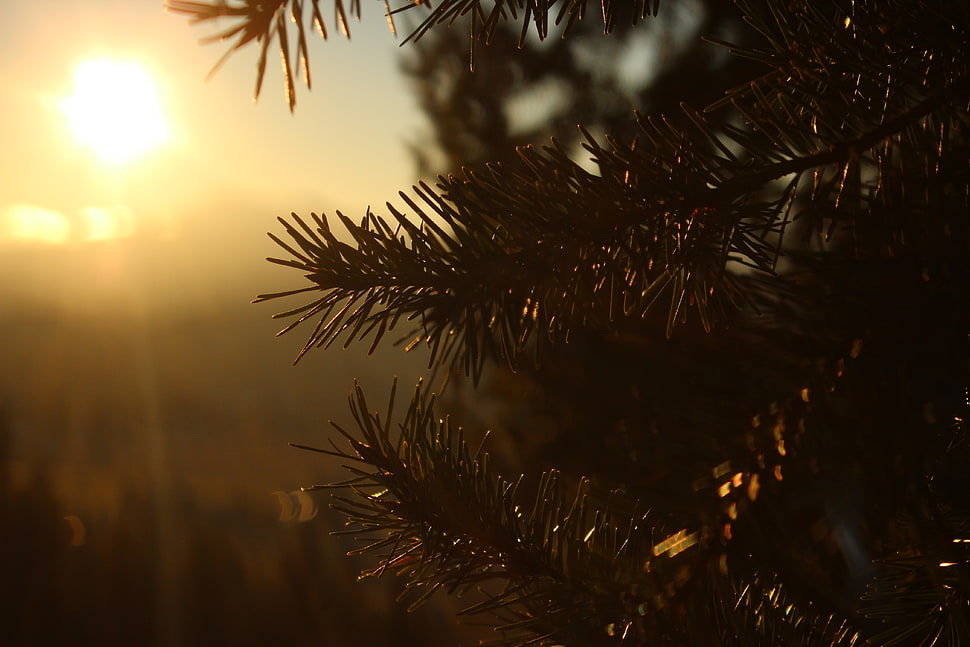 green leafed plant, sunlight, macro, pine trees HD wallpaper