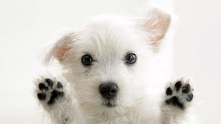 medium-coated white puppy, dog, West Highland White Terrier