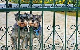 two gray puppies beside grill gate