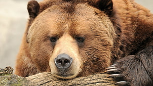 Grizzly bear, bears, nature, animals, closeup HD wallpaper