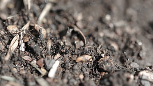 brown soil, nature, macro