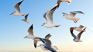photo of seagull flying during daytime HD wallpaper
