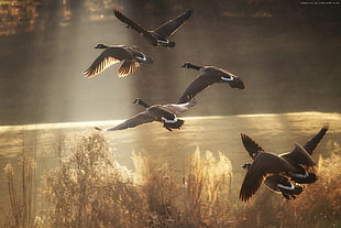 mallard ducks flying above grass during daytime