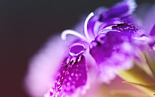 purple flower photo HD wallpaper