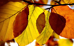 yellow and orange leaf