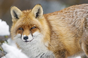 brown fox on snow during daytime, vixen