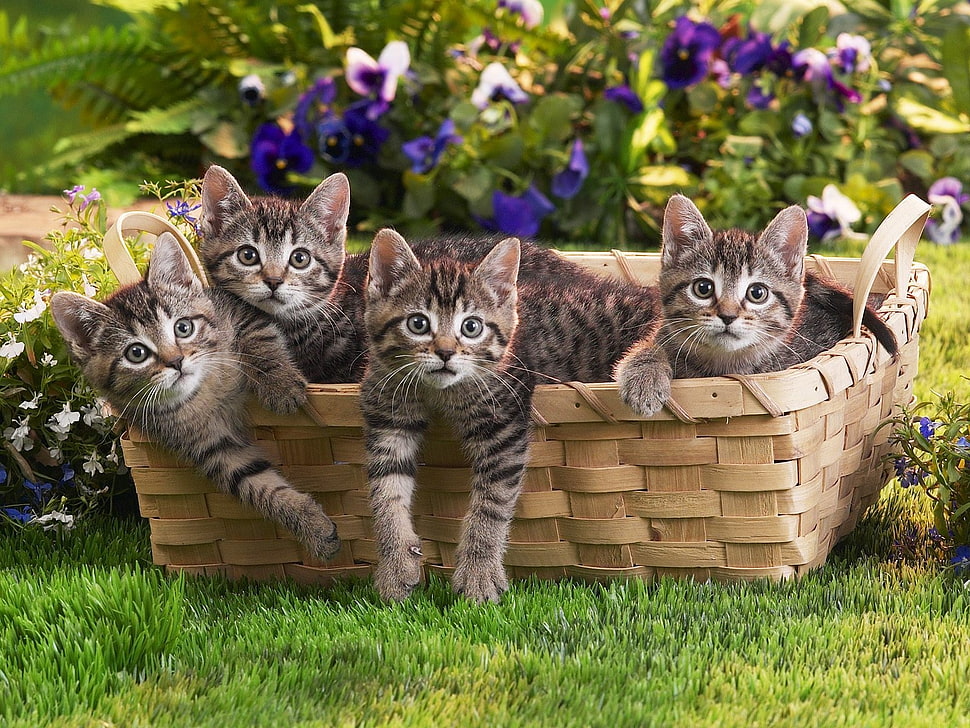 four brown-and-black tabby kittens on wicker basket HD wallpaper