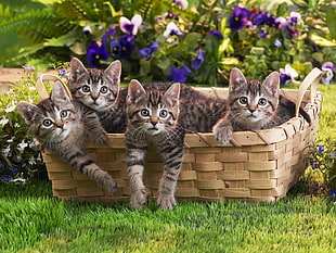 four brown-and-black tabby kittens on wicker basket