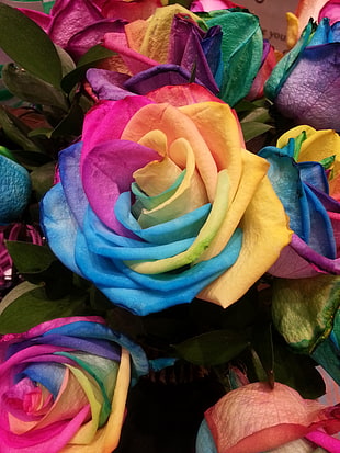 yellow, pink, and blue rose