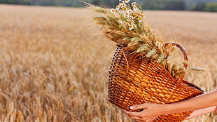 brown wooden wicker basket, wheat, field, baskets, hands