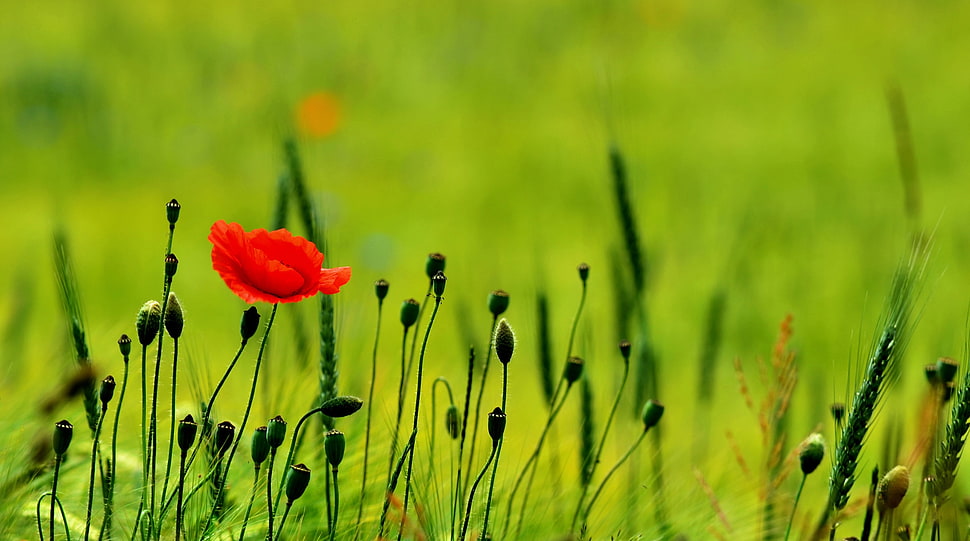 Common poppy flower on field HD wallpaper