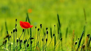 Common poppy flower on field
