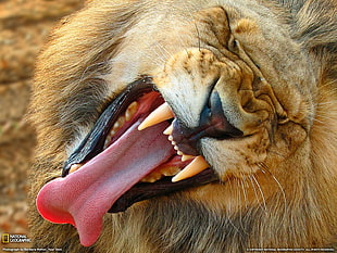 roar lion, National Geographic, lion, tongues, animals HD wallpaper