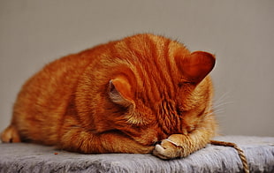 orange cat on gray surface