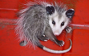 Opossum,  Animal,  Tail,  Stripes HD wallpaper