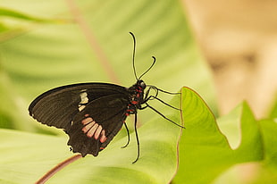 Great Mormon Butterfly, heliconius erato