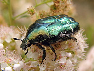 green June beetle on white flower