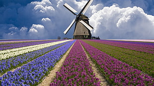 gray windmill, nature, windmill, Netherlands
