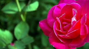 closeup photography of red rose