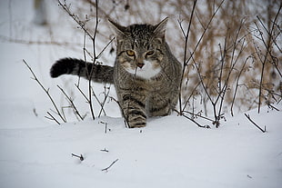 selective focus of silver Tabby cat on snow field