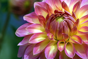 close up photo pink and yellow petaled flower