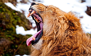 brown lion, lion, yawning, animals, wildlife HD wallpaper