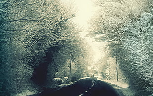 road between white trees HD wallpaper
