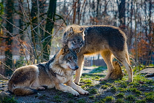two grey-and-brown wolves in the forest