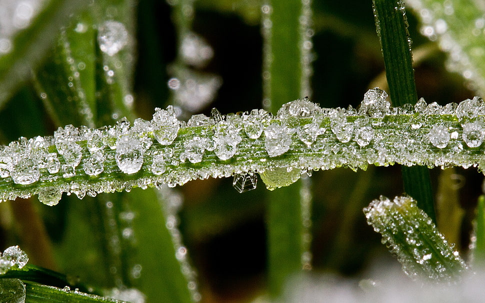 Plant,  Drops,  Surface,  Fluid HD wallpaper
