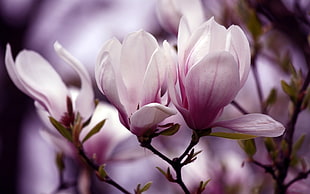 closeup photography of pink Magnolia flowers