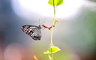 Paper Kite Butterfly on plant in close-up photography