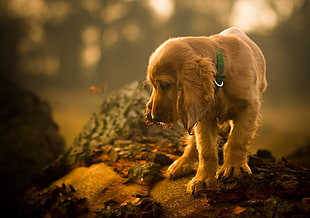 short-coated brown dog, animals, dog, depth of field