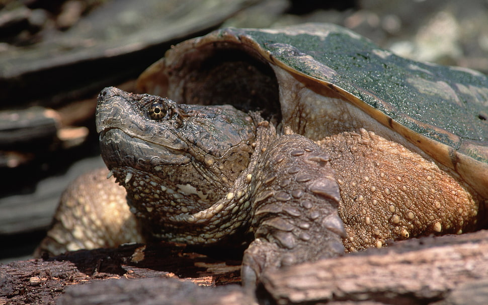 grey and brown turtle HD wallpaper