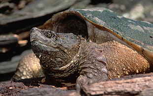 grey and brown turtle