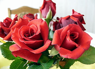 macro photography of red roses