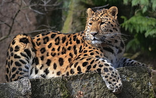 tilt shift photography of Jaguar
