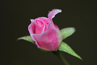 macro photography of pink Rose flower