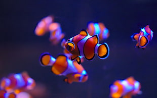 selective focus photography of clown fish