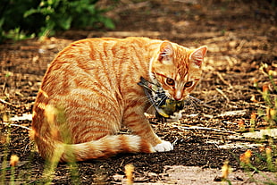 orange tabby cat eating bird