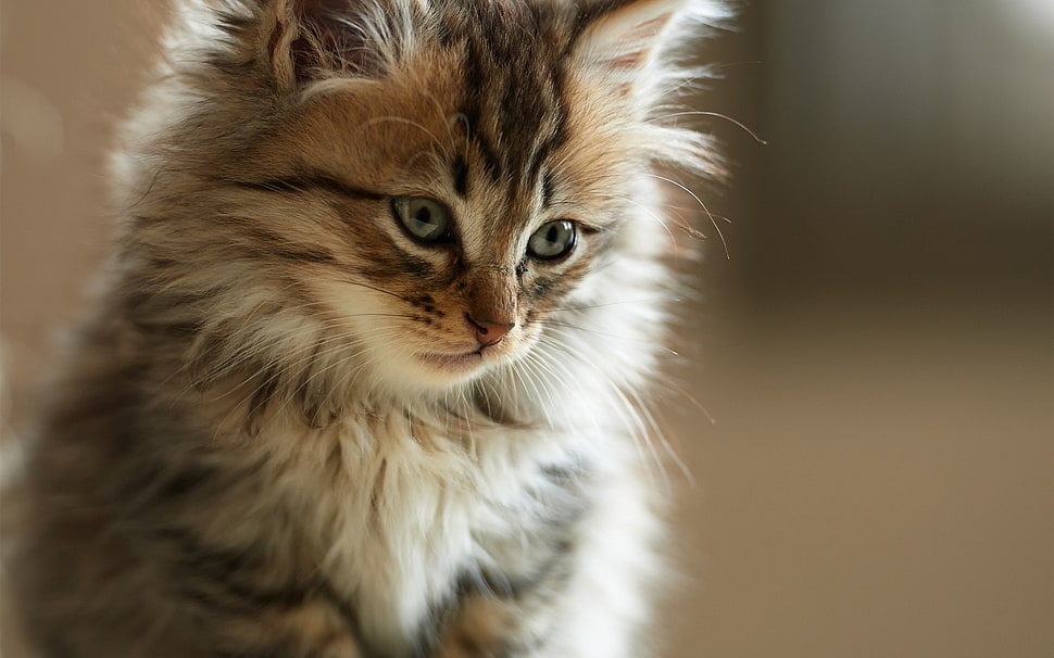 brown long-fur cat HD wallpaper