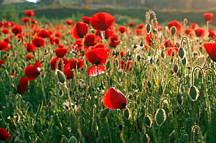 field of red flowers HD wallpaper