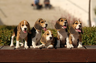 five beagle puppies, dog, Beagles