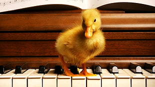 brown duckling, wood, duck, old building, piano HD wallpaper