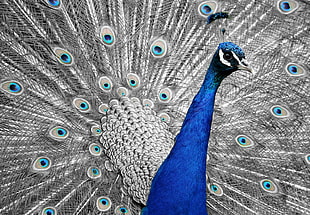 photography of blue and gray peacock