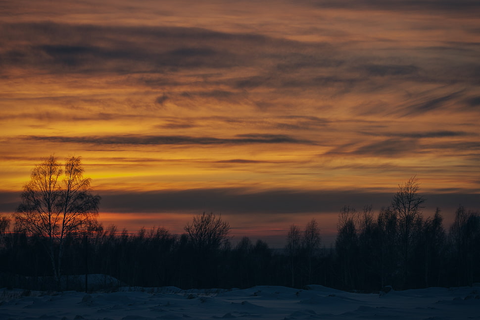 green trees under orange sky HD wallpaper