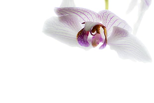 white and purple petaled flower, orchid HD wallpaper