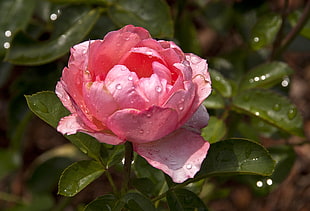 selective focus photo of pink Rose flower at water drop
