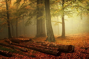 brown and white wooden house, mist, forest, nature, fall