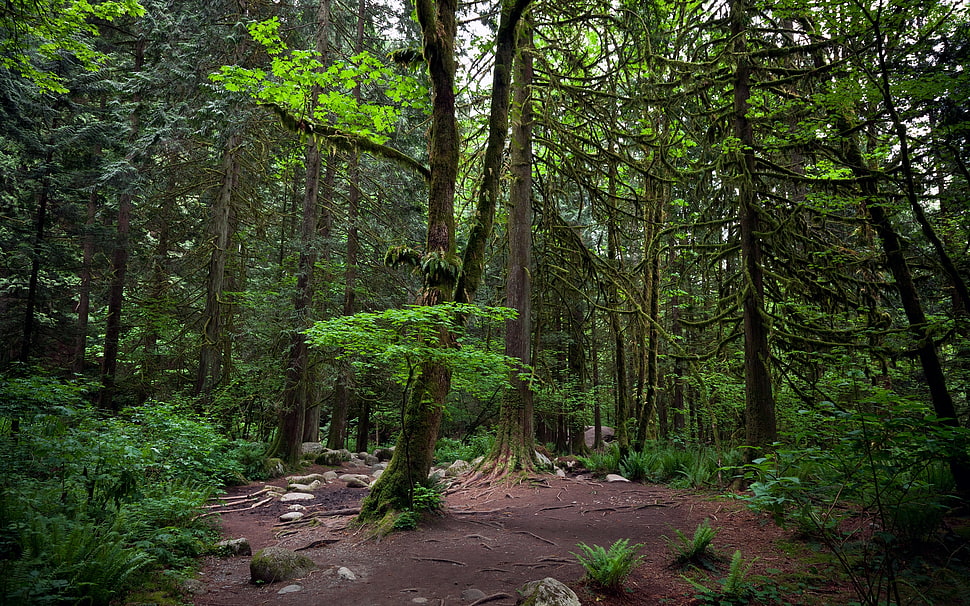 photography of forest HD wallpaper