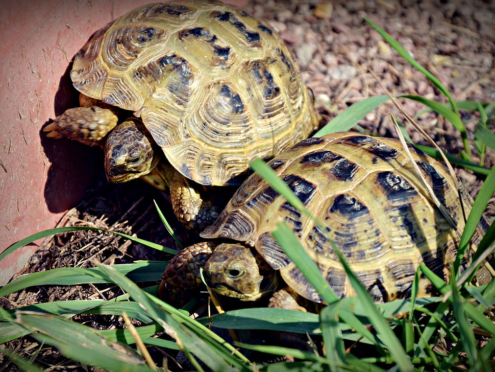 beige and black tortoise on grass HD wallpaper